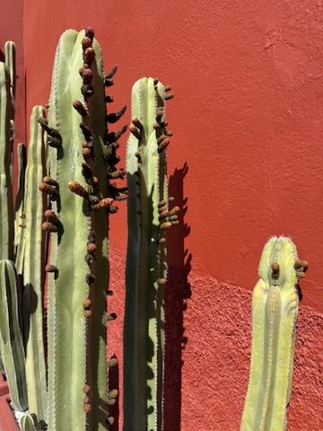 Cacti standing tall against a deep red wall